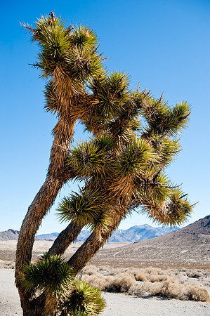 Joshua Tree