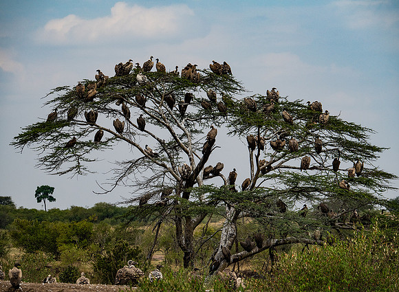 Vulture Tree