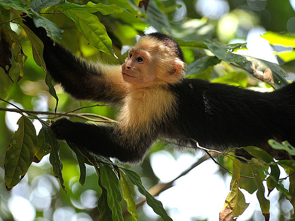 White Faced Monkey