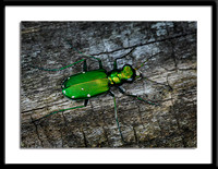 Six Spotted Tiger Beetle