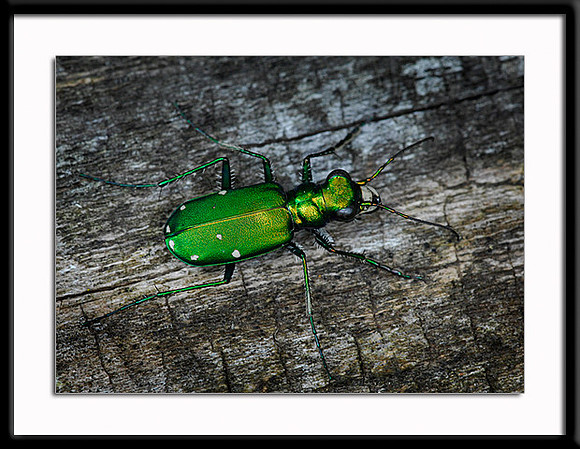 Six Spotted Tiger Beetle