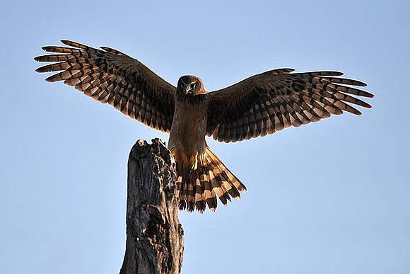 Harrier Hawk