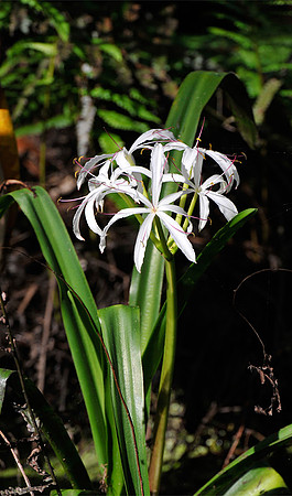 Swamp Lily