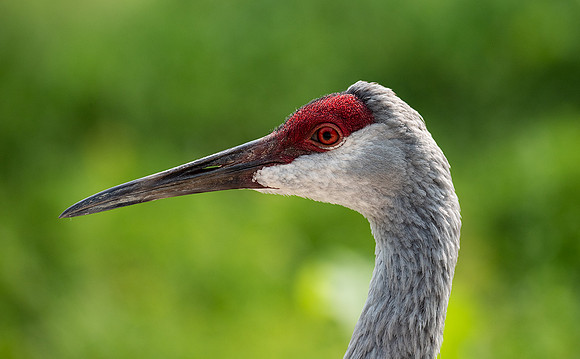 Sandhill Crane