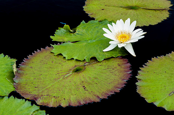 Longwood Gardens