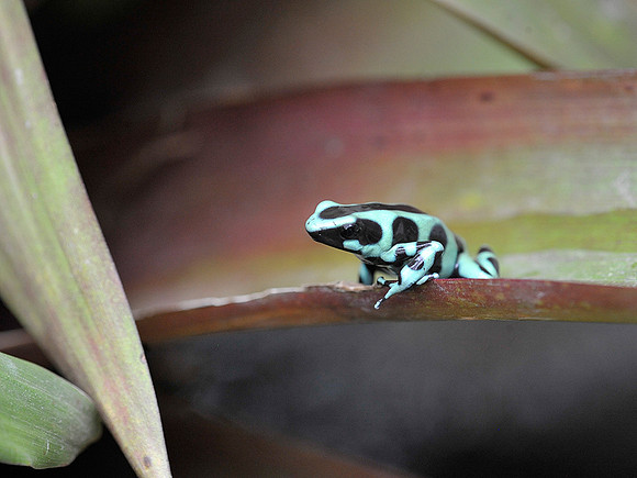 Green & Black Poison Dart Frog