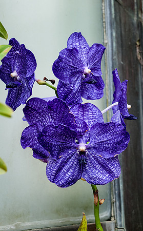 Longwood Gardens