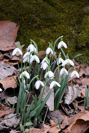 Snowdrops