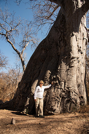 Baobob Tree