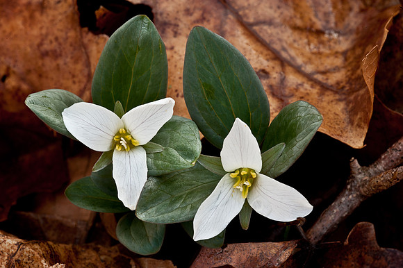 Snow Trillium