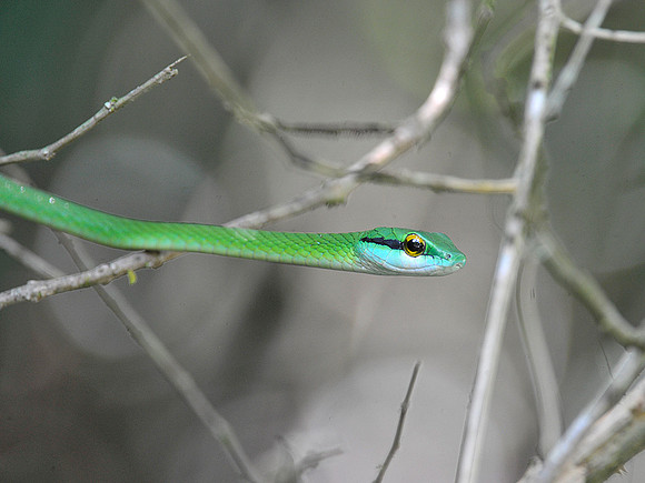 False Parrot Snake