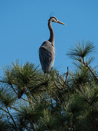 Great blue heron