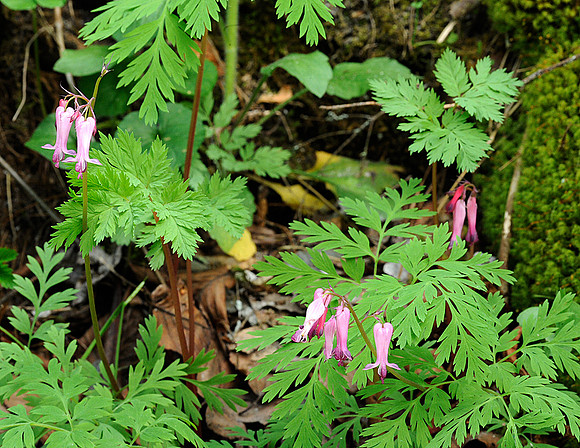 Bleeding Hearts