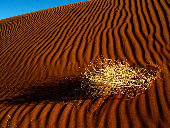 Dune Ripples