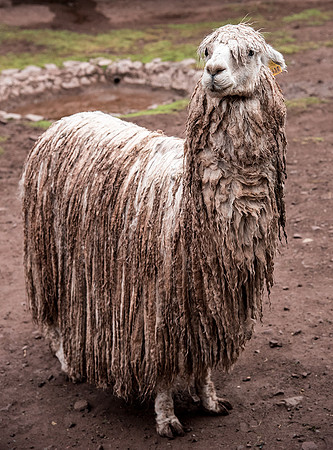 Suri Alpaca