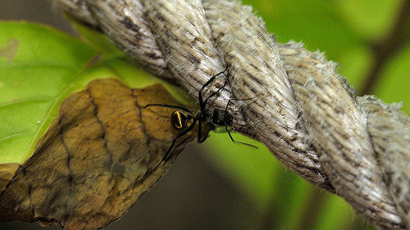 Golden Carpenter Ant
