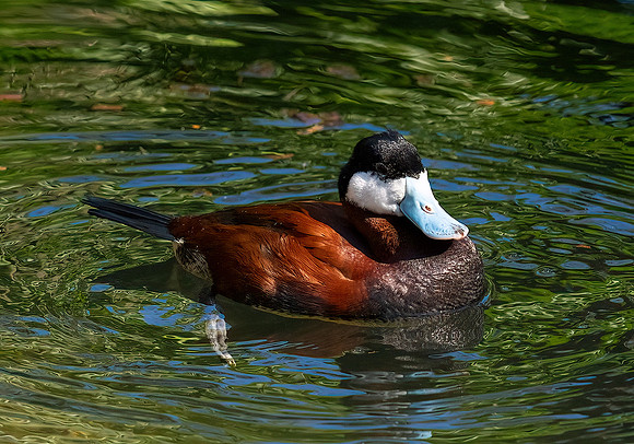 Ruddy Duck