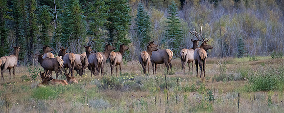 Elk Harem