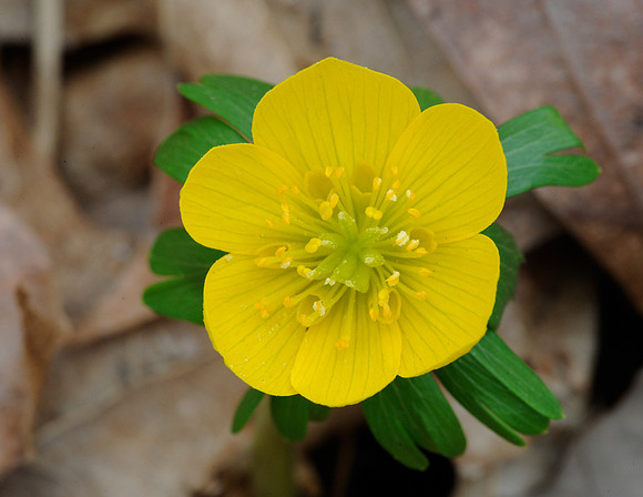 Winter Aconite