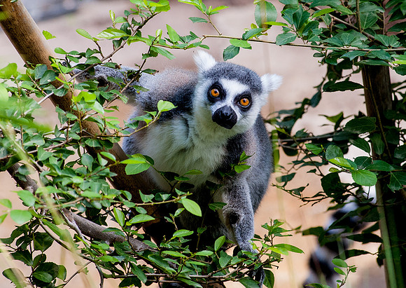 Ring Tailed Lemur