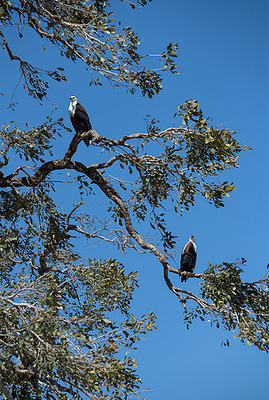 Fish Eagles