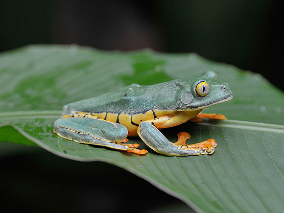 Golden Eye Leaf Frog