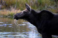 Moose drool