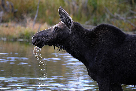 Moose drool