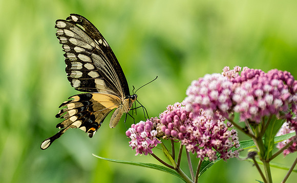 Tiger Swallowtail on milkweed