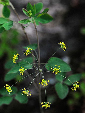 Yellow Pimpernel