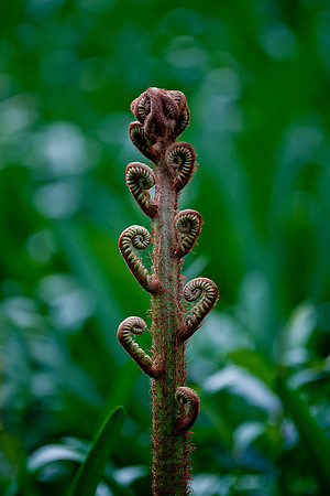 Fern