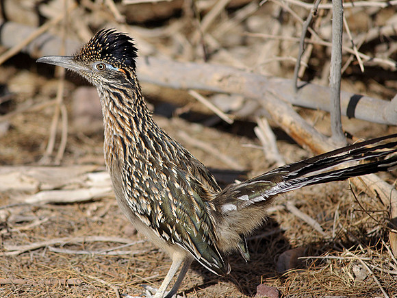 Roadrunner