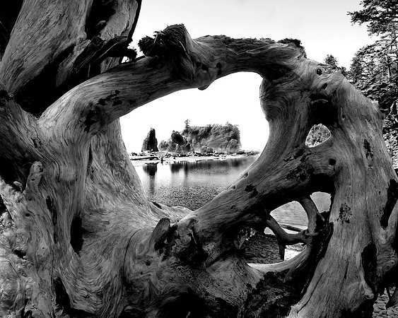 Second Beach framed by driftwood