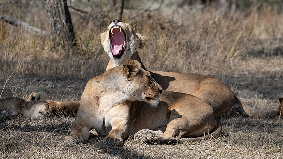 Lion yawn
