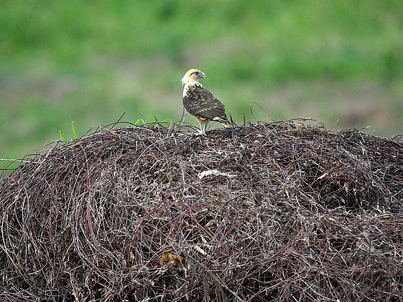 Yellow Headed Caracara