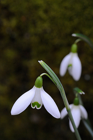 Snowdrops