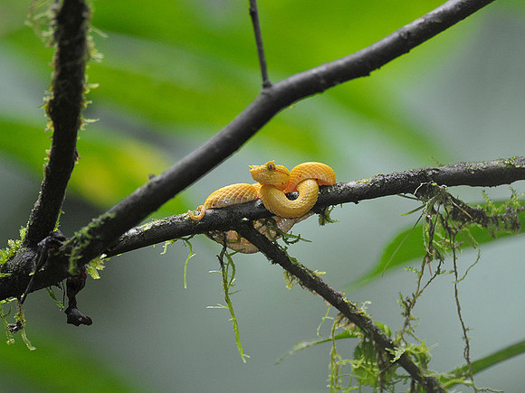 Yellow Eyelash Viper