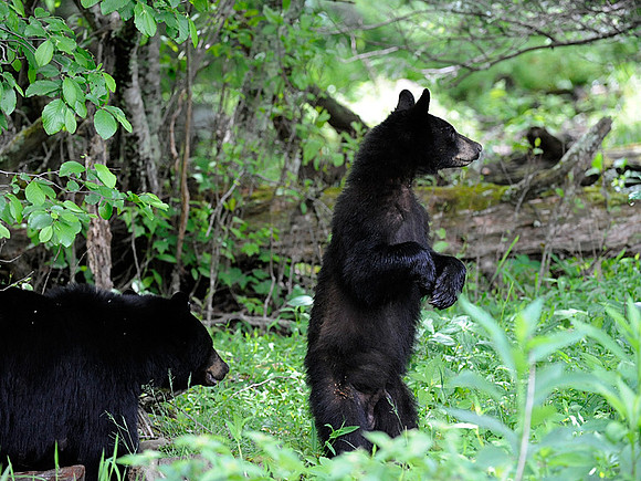 Black Bear