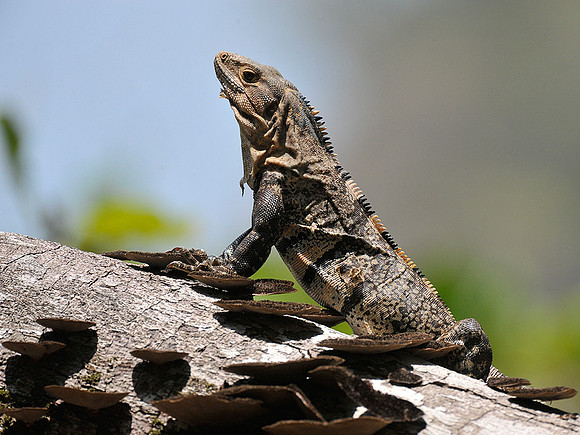 Black Iguana