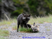 Fox pups