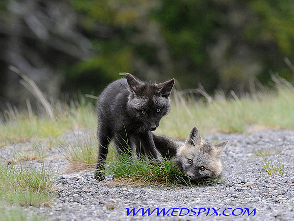 Fox pups