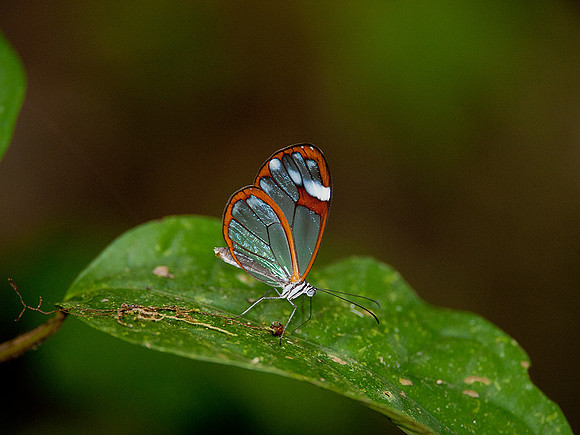 Glass Wing Butterfly