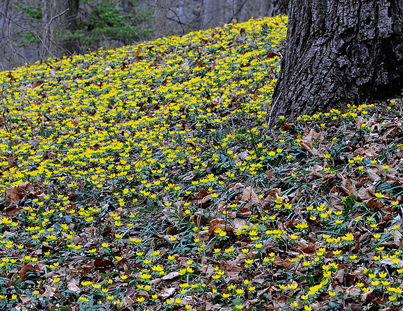 A field of Winter Aconite