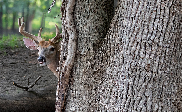 Deer