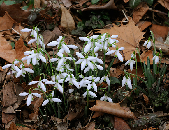 Snowdrops