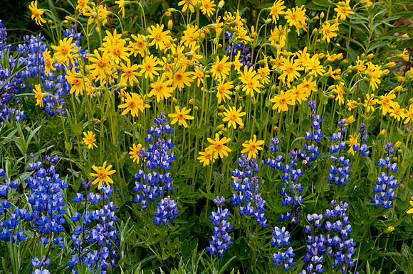 Mount Rainier summer wildflowers