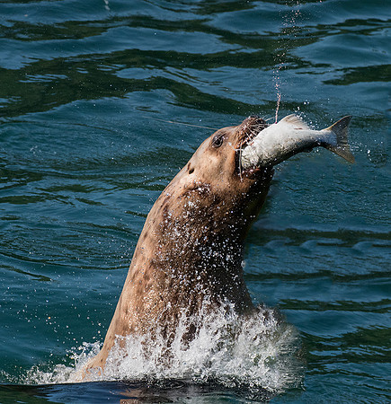 Sea Lion with salmon