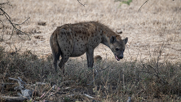 Spotted Hyena