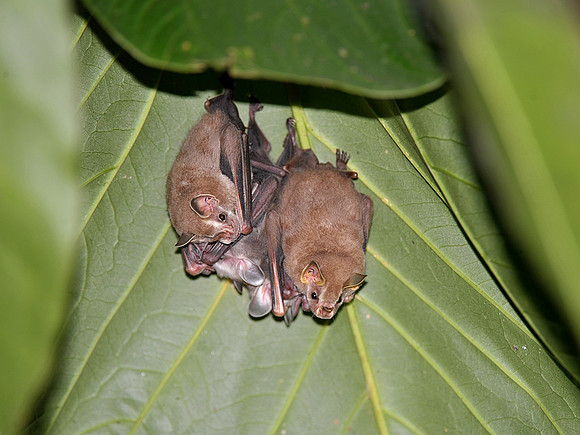 Fruit bats