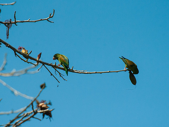Orange Chinned Parakeet